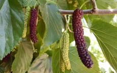 Pakistan Giant Fruit mulberry trees