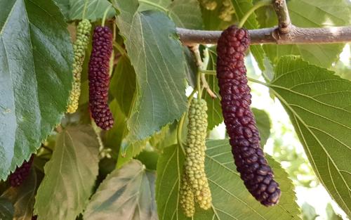 Pakistan Giant Fruit mulberries