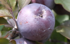 Roberts Red apple trees