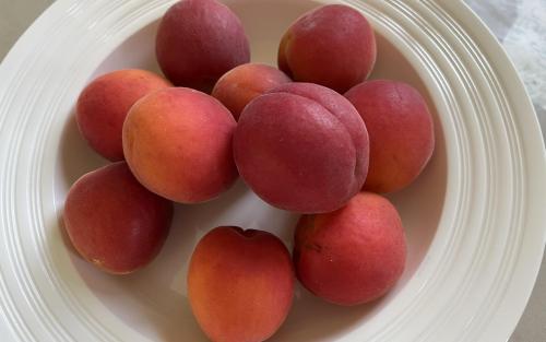 Helena du Roussillon apricots