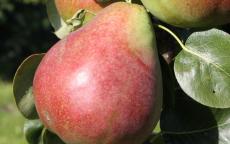 Obelisk pear trees