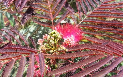 Albizia julibrissin Evy's Pride leaves