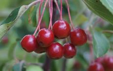 Malus baccata crab-apple trees