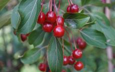 Malus baccata crab-apple trees