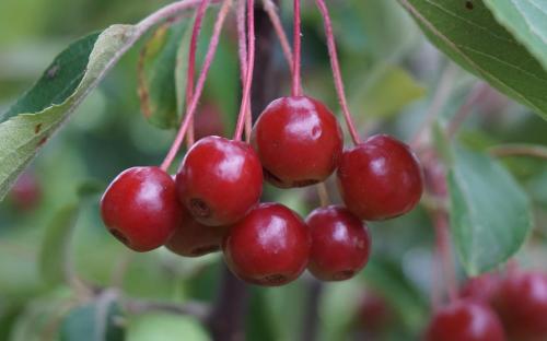 Malus baccata crab apples