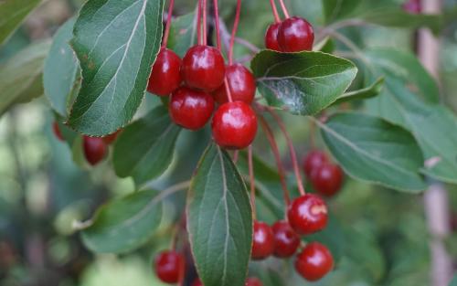 Malus baccata crab apples