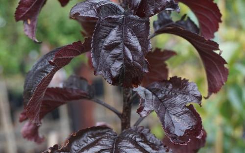 Malus toringo Aros leaves