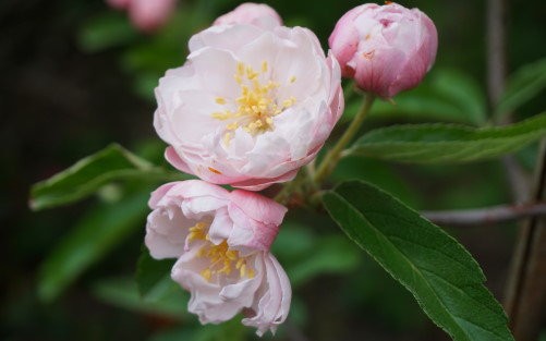 Malus ioensis Fimbriata blossom