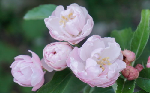 Malus ioensis Fimbriata blossom