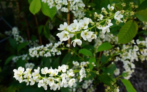 Prunus padus Le Thoureil blossom