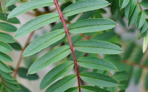 Sorbus bissetii Pearls leaves