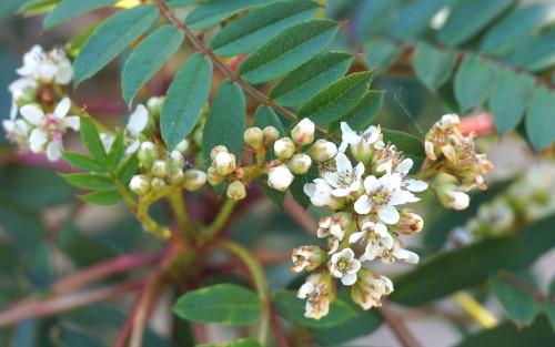 Sorbus bissetii Pearls blossom