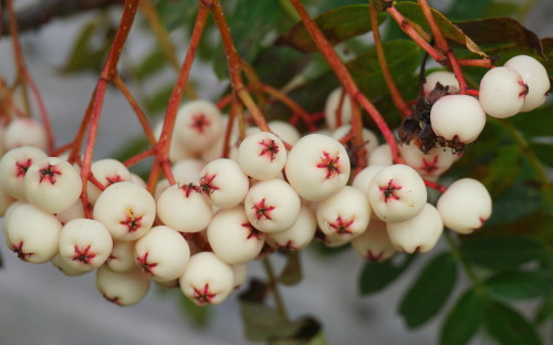 Sorbus bissetii Pearls berries