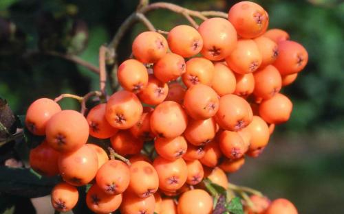 Sorbus aucuparia Croft Coral berries