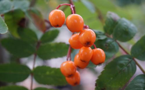 Sorbus aucuparia Croft Coral berries