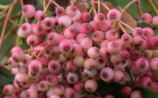 Sorbus discolor rowan