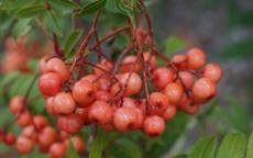 Sorbus discolor rowan