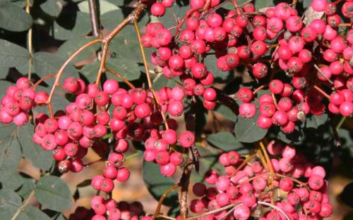 Sorbus hupehensis berries