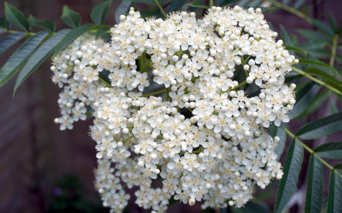 Sorbus Matthew Ridley blossom