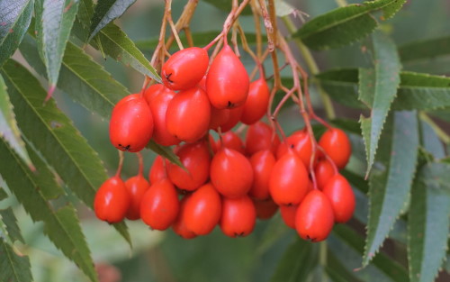 Sorbus Matthew Ridley berries