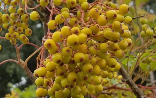 Sorbus Sunshine berries