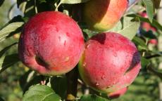 Eden apple trees