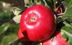 Eden apple trees