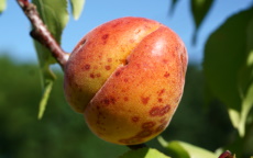 Bergeval apricot trees