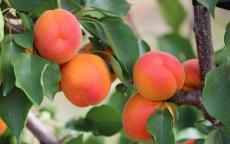 Kioto apricot trees