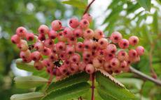 Pink Pearl rowan