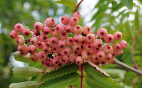 Sorbus Pink Pearl berries