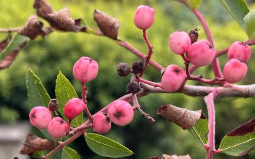 Sorbus Pink Pearl berries