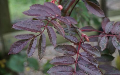 Sorbus Pink Pearl leaves