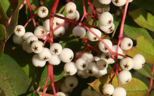 Sorbus helenae berries