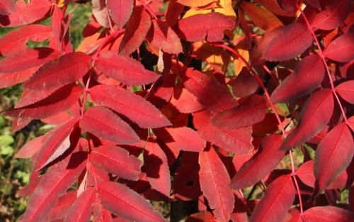 Sorbus helenae leaves