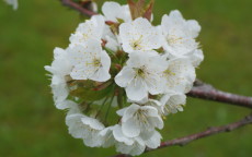 Tamara cherry trees