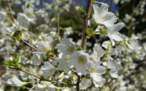 Prunus incisa Yamadei blossom