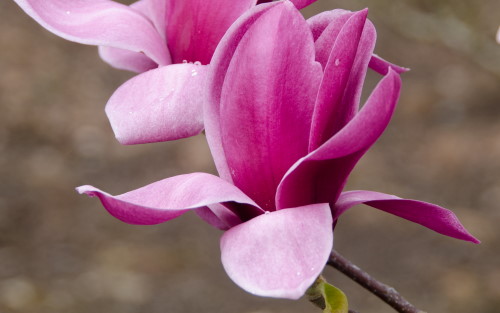 Magnolia Shirazz blossom