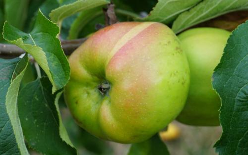 Lady Henniker apples