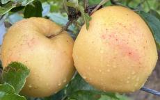 Surprize apple trees
