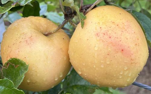 Surprize apples