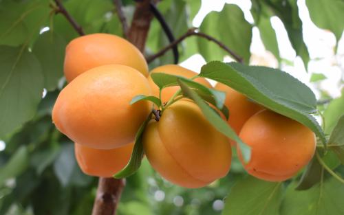 Compacta apricots