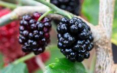 Mojo Berry mulberry trees