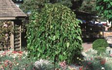 Morus Pendula mulberry trees