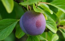 Reine Claude Violette plum trees