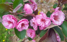 Scarlet Brandywine crab-apple trees