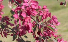 Crimson Cascade crab apple trees