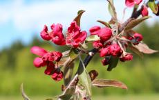 Crimson Cascade crab-apple trees