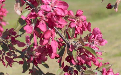 Crimson Cascade blossom