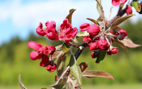 Crimson Cascade blossom